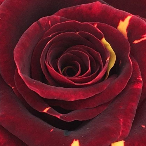 Memphis Music Rose seeds, 25, bicolor rare variety