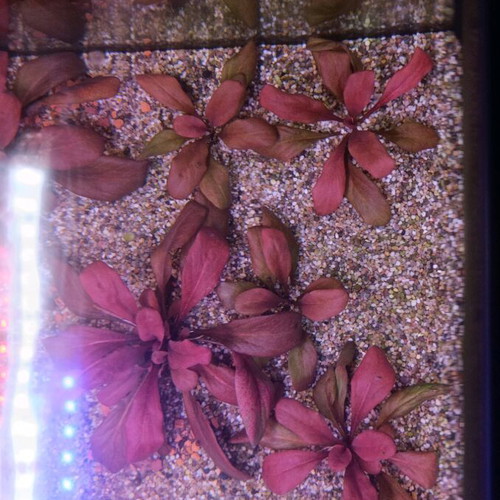 Samolus sp Red aquarium plant new with reddish hues