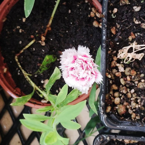 Chinese Carnation new plant from seed, various colors