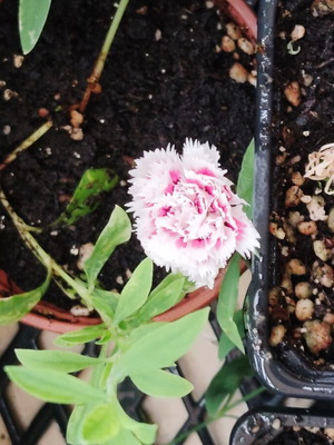 Chinese Carnation new plant from seed, various colors