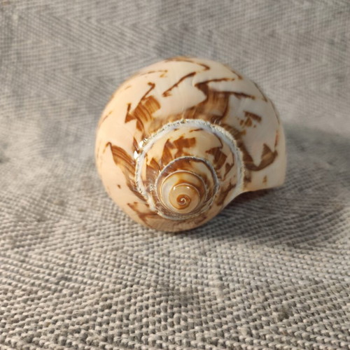 Voluta seashell like new, 13x7x6cm