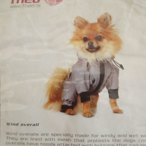 Theo small dog windbreaker jacket new with removable hood