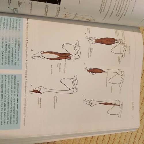 Clinical Anatomy II used