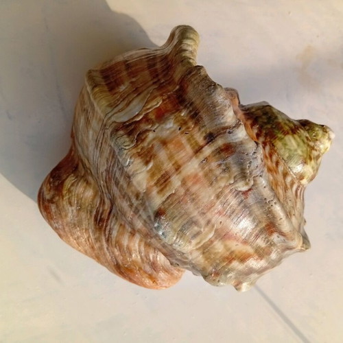 Pearl turban sea shell like new, size 16/16 cm