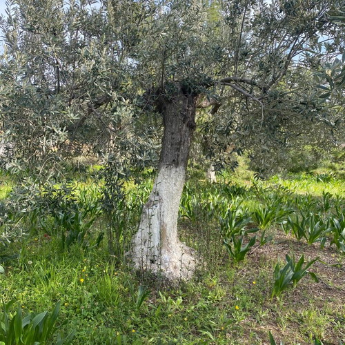 Ελιές δέντρα καινούργια, 80-100 χρόνων από Ερμιόνη