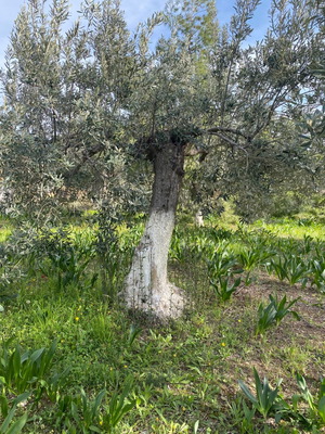 Ελιές δέντρα καινούργια, 80-100 χρόνων από Ερμιόνη