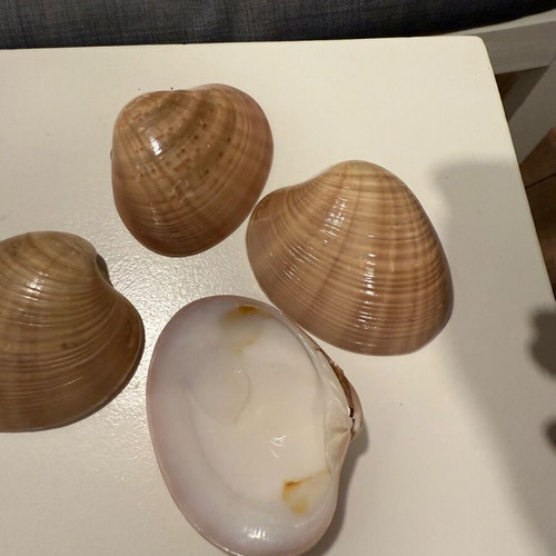Seashells like new for decoration