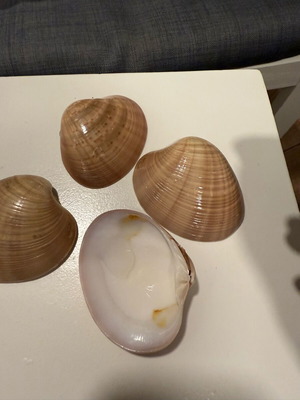 Seashells like new for decoration