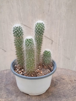 Κάκτος Mammillaria σε γλαστράκι φυτωρίου