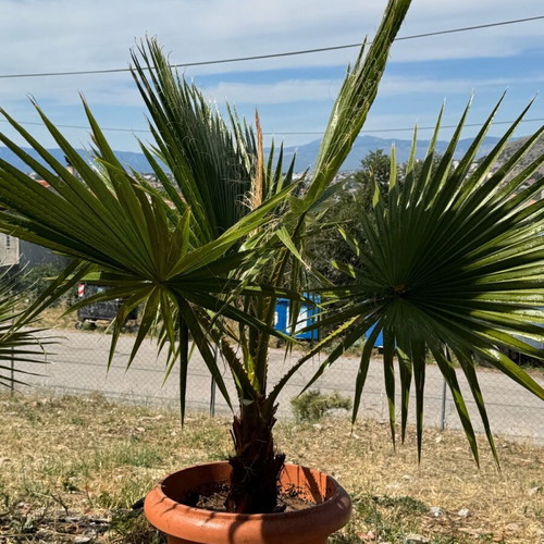 Palm trees new 1.5 meter