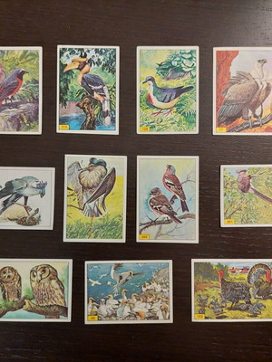 Panini Birds 80s stickers like new, rare collection