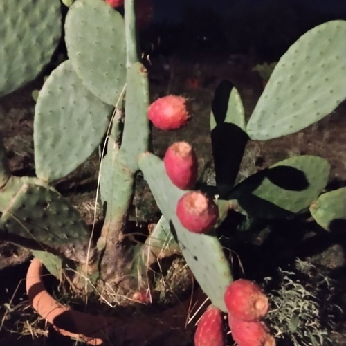 Prickly Pear Cactus in Pot, Like New, Medium Size 0.8m-1m Height