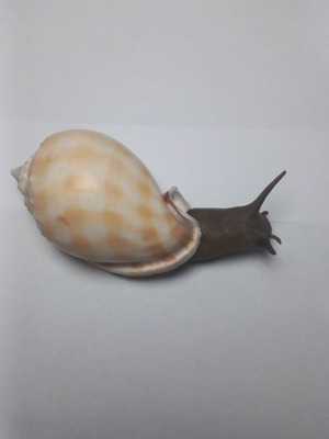 Decorative snail handmade with seashell