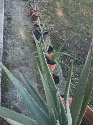 Aloe vera plants genuine new, organic without chemicals
