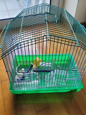 Canary cage used