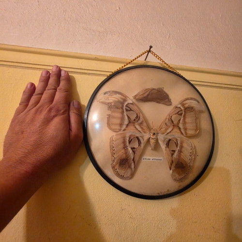 Vintage Attacus Atlas butterfly decoration