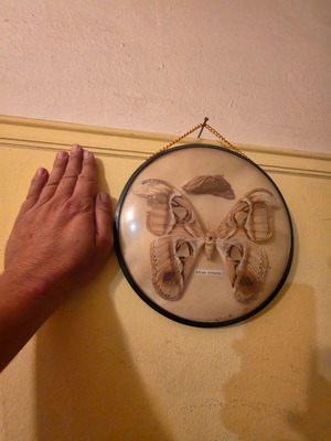 Vintage Attacus Atlas butterfly decoration