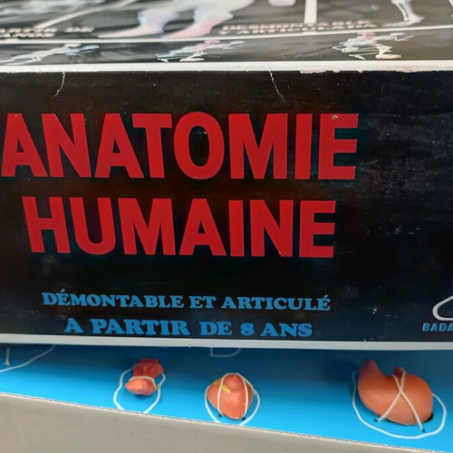 Human anatomy educational toy vintage new by Serima