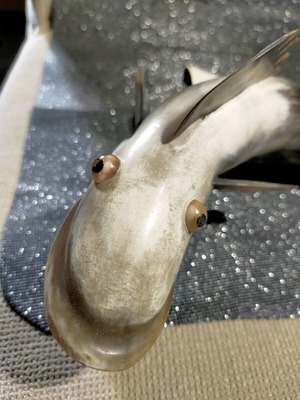 Decorative fish used