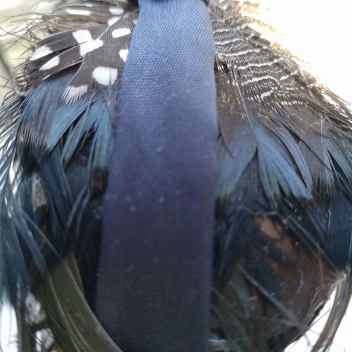 Blue women's headband with feathers used
