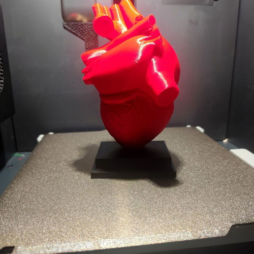 3D printed human heart model 1:1 scale