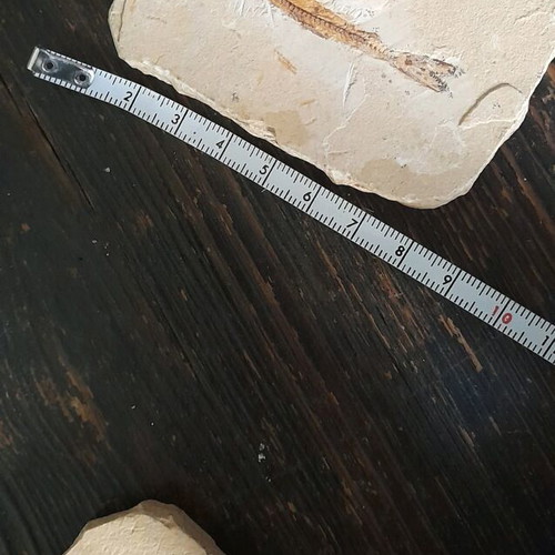 Fish fossils used, set of 2 pieces