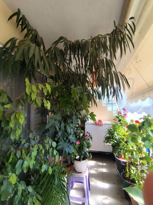 Ficus 30 years like new, large and impressive