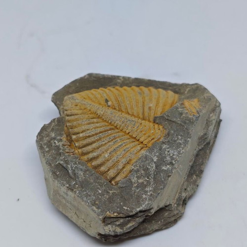 Trilobite Fossil in Natural Shale Rock like new