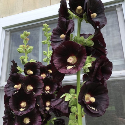 Rosea Nigra Hollyhock black flower seeds, pack of 20