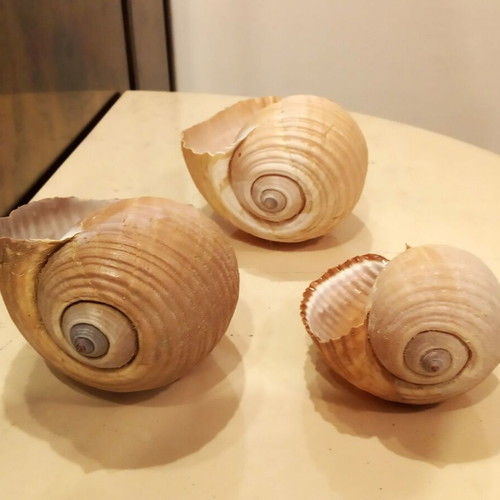 Tonna Galea shells or Bouhona, pack of 3, excellent condition