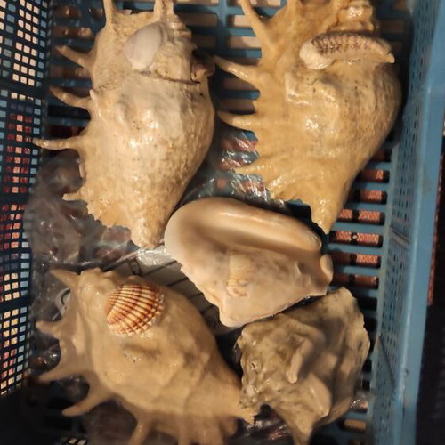 Large Red Sea shells new in various designs