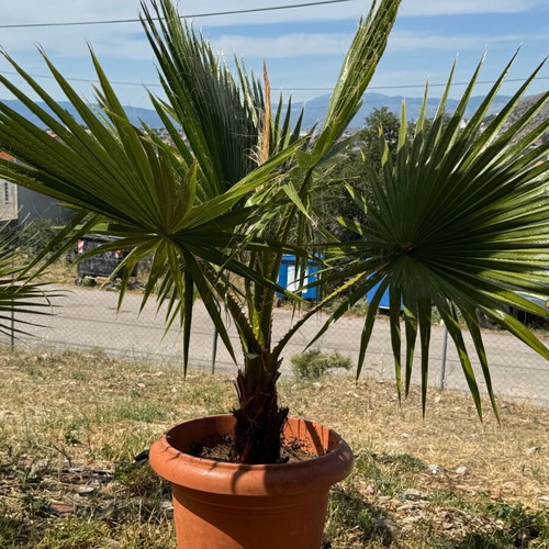 Palm trees new 1.5 meter