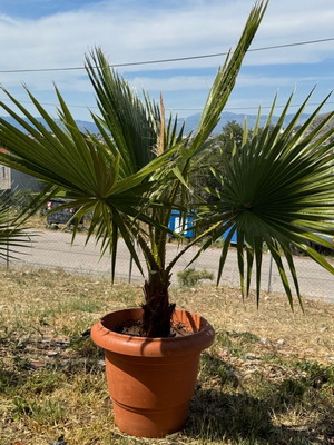 Palm trees new 1.5 meter