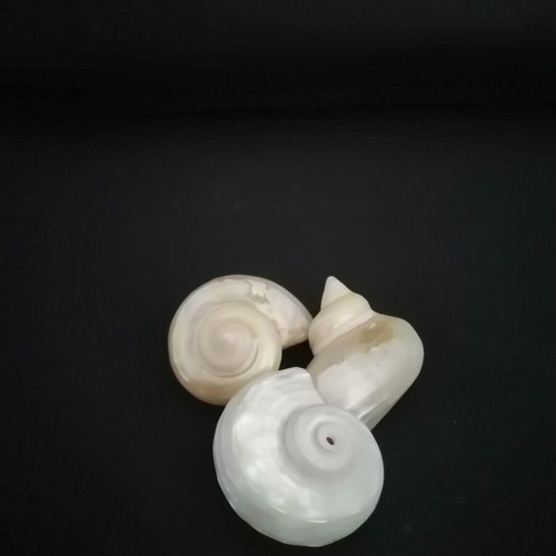 Polished seashells with iridescent pearl surface