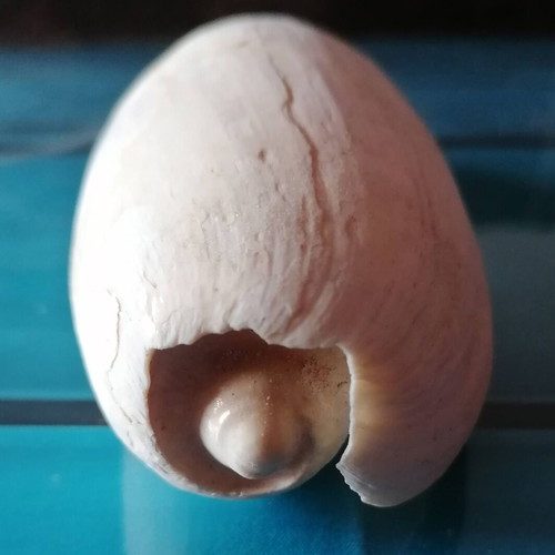 Medium Seashell #1 used