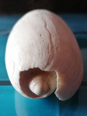 Medium Seashell #1 used