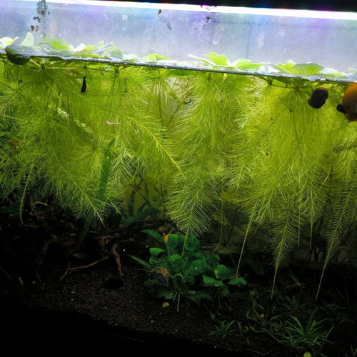 Pistia Stratiotes aquarium surface plant like new, pack of 10 plants