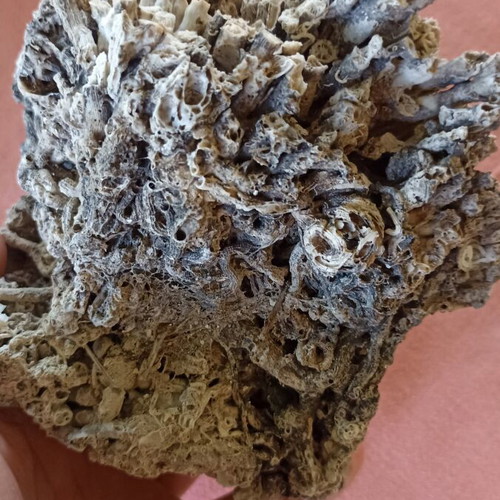 Vintage Authentic Mediterranean Coral Specimen 16 cm, 1980s