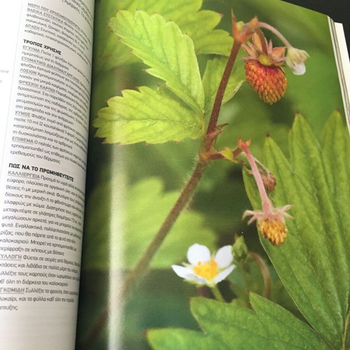 Botana Neal's Yard Remedies book like new, therapeutic herbs guide
