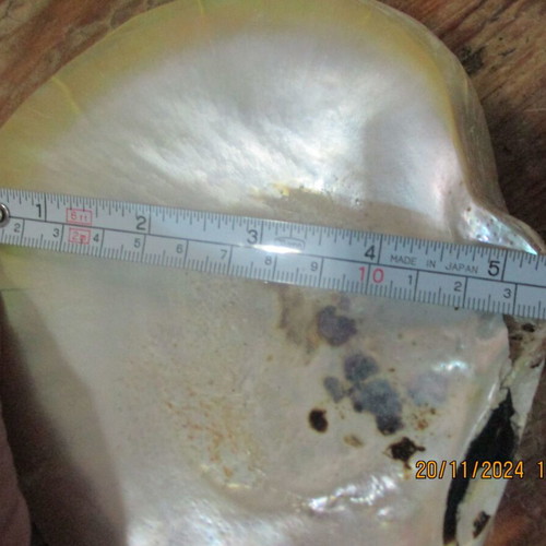 Mother of pearl M.O.R cabochons and shell pack new