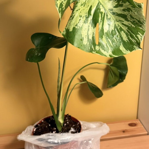 Monstera Bulbasaur Variegata large form, 18cm pot, 60cm height with strong variegation and fenestration