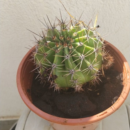 Echinopsis cactus large, like new, in plastic pot