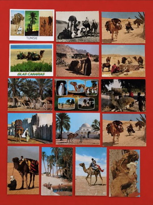 Lot of 16 vintage postcards with camels from Tunisia and desert scenes