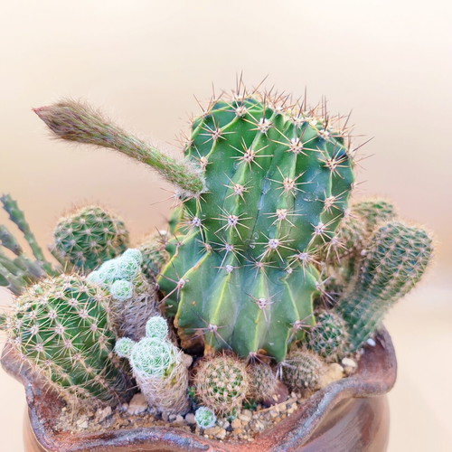 Cactus arrangement in ceramic pot new