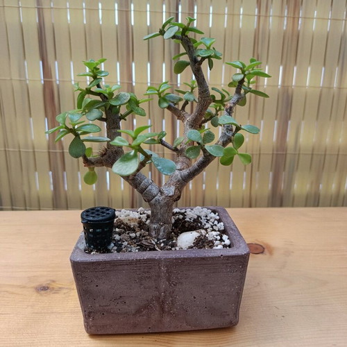Portulacaria afra Bonsai 18cm new