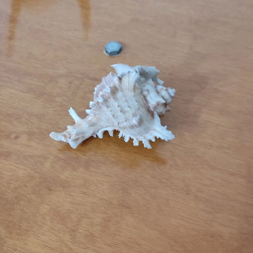 Natural seashells like new, large spider shell and smaller one