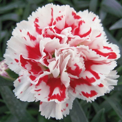 Beninga carnation plant seeds, pack of 10