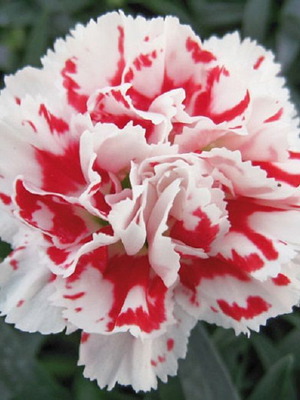 Beninga carnation plant seeds, pack of 10