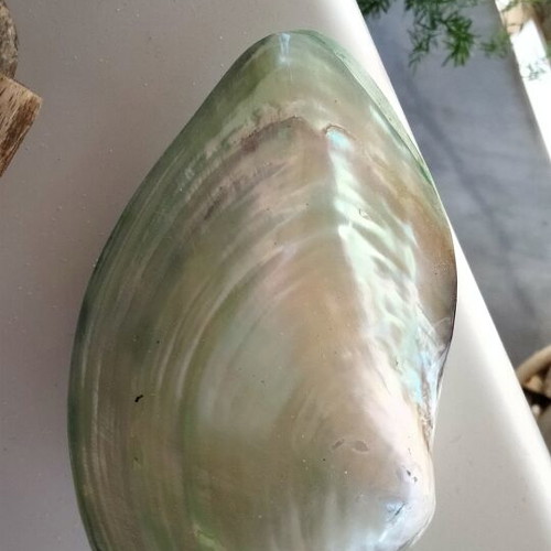 Mother of Pearl Collectible Freshwater Mussel Shell new, 6cm