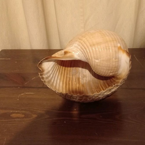 Natural shell large size like new